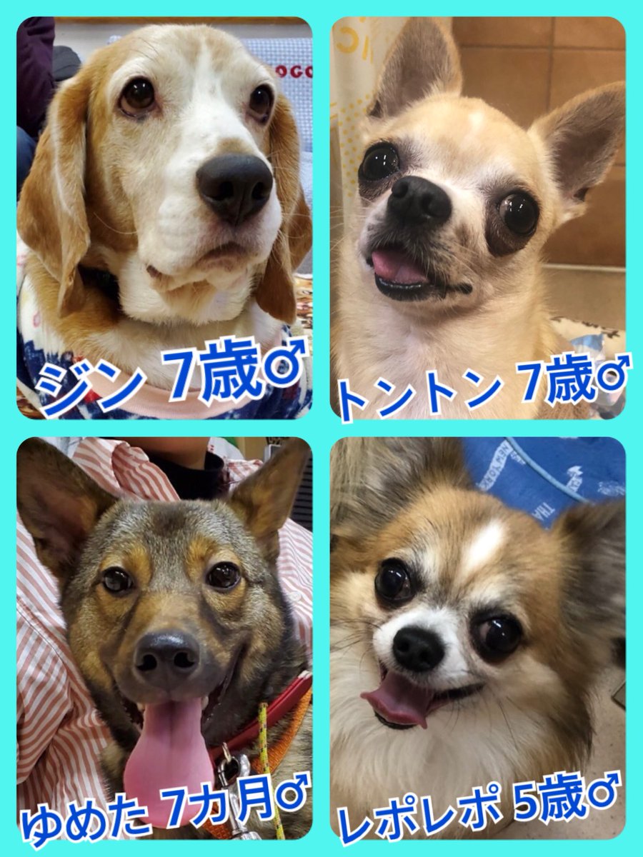 🐾今日の里親様募集中ワンコ🐶メンバーです🐾2020,3,22